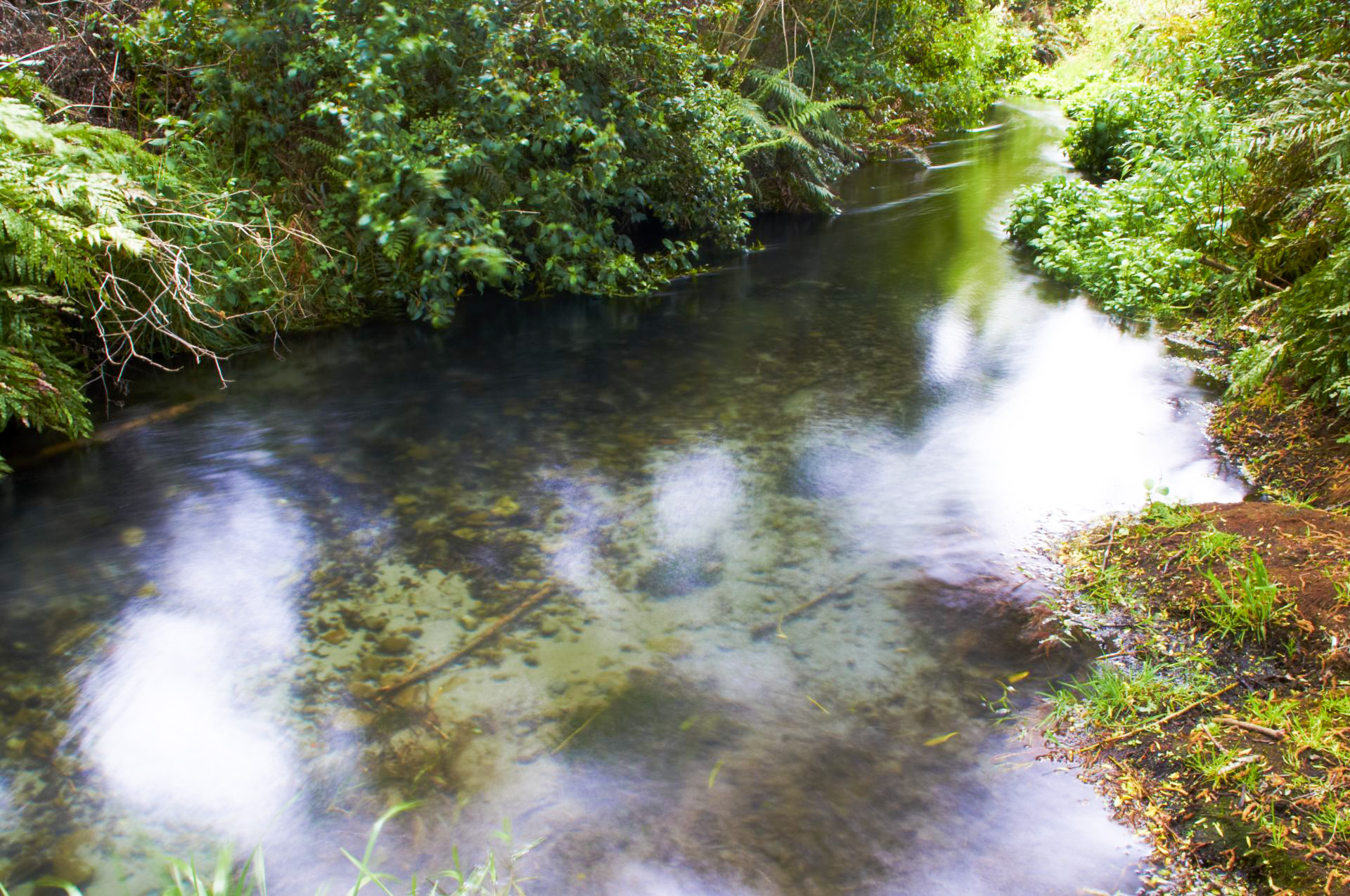 Styx Mill Conservation Reserve, Christchurch, New Zealand